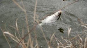 Definitivno metod EP237_16042024