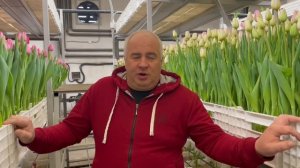 Поставка луковиц тюльпана С ОБРАТНЫМ ВЫКУПОМ. Выкупаем детку