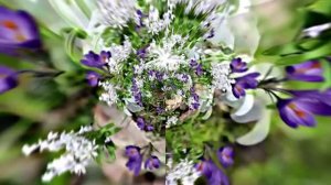 Видеофоны! Видеофон Подснежники 3! Футаж от Киностудии Мудрого Кота Тимофея!