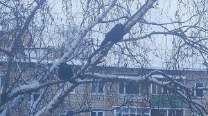 Галки на дереве