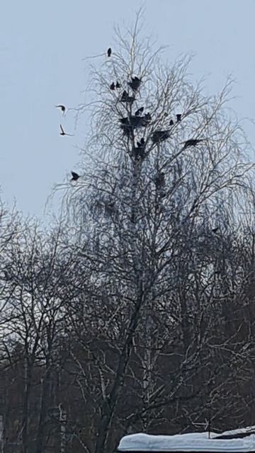 воронья общага