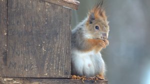 Дождь. Две белки. Зарисовка