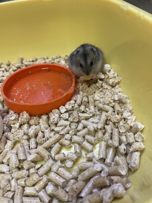 Хомяк грызёт хлопья