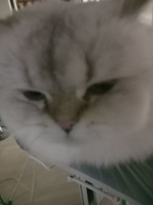 ЧЛЕНЖ:делою макеяж одной полеткой без кисточки🥲(трансляция)