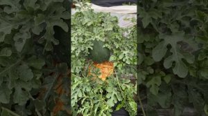 Арбузы,дыни 3.07.24г Лен.обл Ломоносовский район.Прошло 46 дней как посадил арбузы.