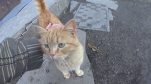 ЖИВЕМ В ДЕРЕВНЕ! НАШИ БУДНИ! СОЛНЕЧНЫЙ ДЕНЬ!В ОГОРОДЕ!ЗАХОДИТ ЖАРКАЯ ПОРА!БУДЕМ НАНИМАТЬ КОПАТЕЛЯ!