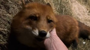 Лиса-Алиса. Лиса навела свой порядок на кухне и хорошее настроение Игниса