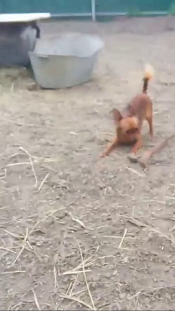 Это не футбол, это регби-2