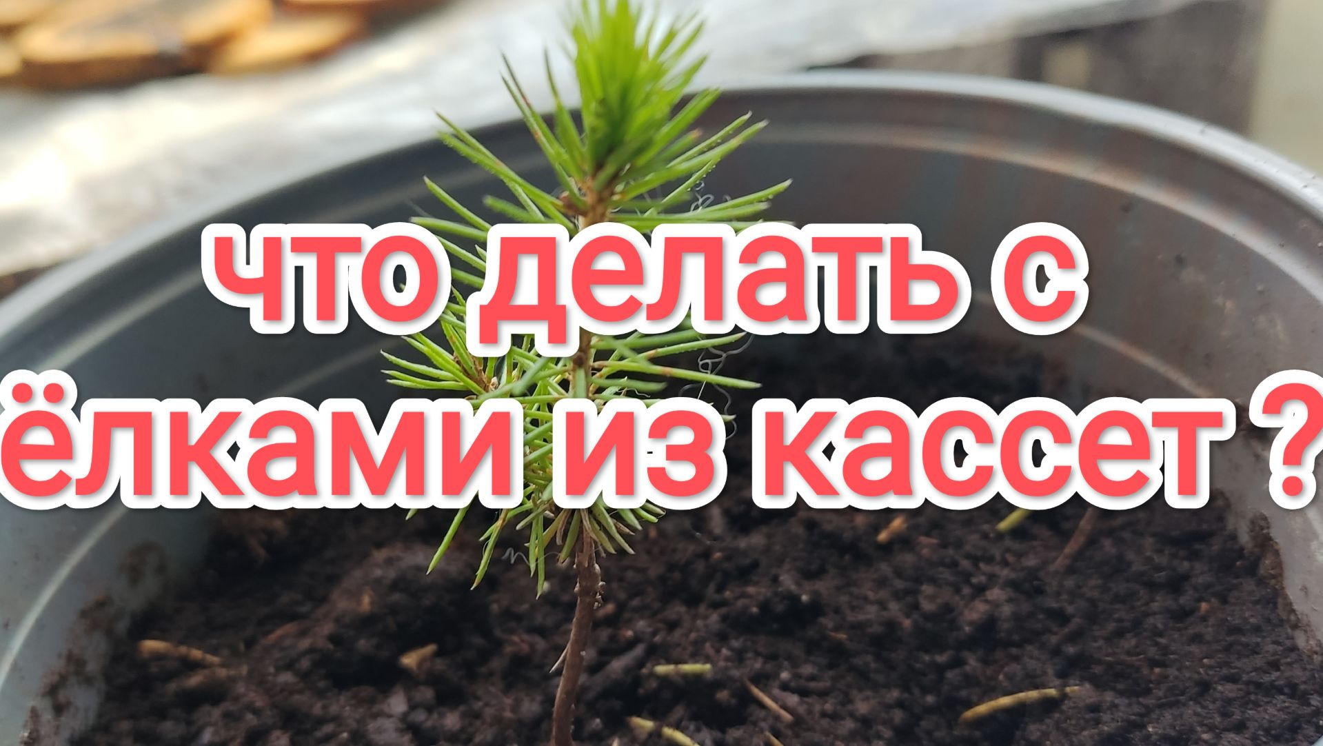 Что делать с ёлками из кассет