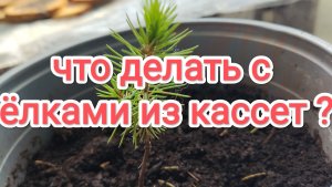 Что делать с ёлками из кассет