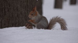 Немного о маленькой рыжей белке