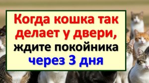 Как кошка предупреждает о беде, когда так делает у двери? Приметы и знаки про кошек в вашем доме