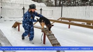 Щенки немецкой овчарки из первоуральского питомника ГУФСИН будут служить в Перми и Башкирии