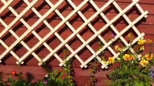 Шпалеры для плетистых роз и клематисов моими руками