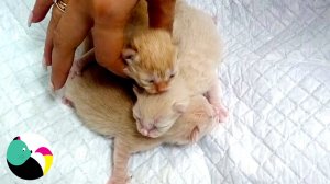 Красивые маленькие котята и мама-кошка