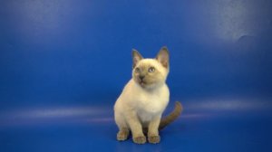 Тайская кошечка Santa-Marta Gamlet, блю-пойнт, 3 месяца.