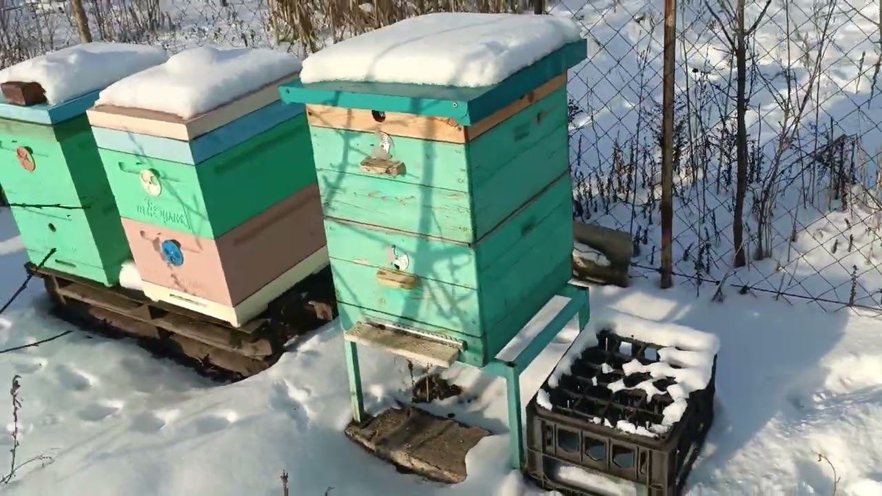 Зимовка пчёл. Канди 21.01.2026