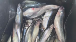 Корюшка у маяка Торпаков , Финский залив