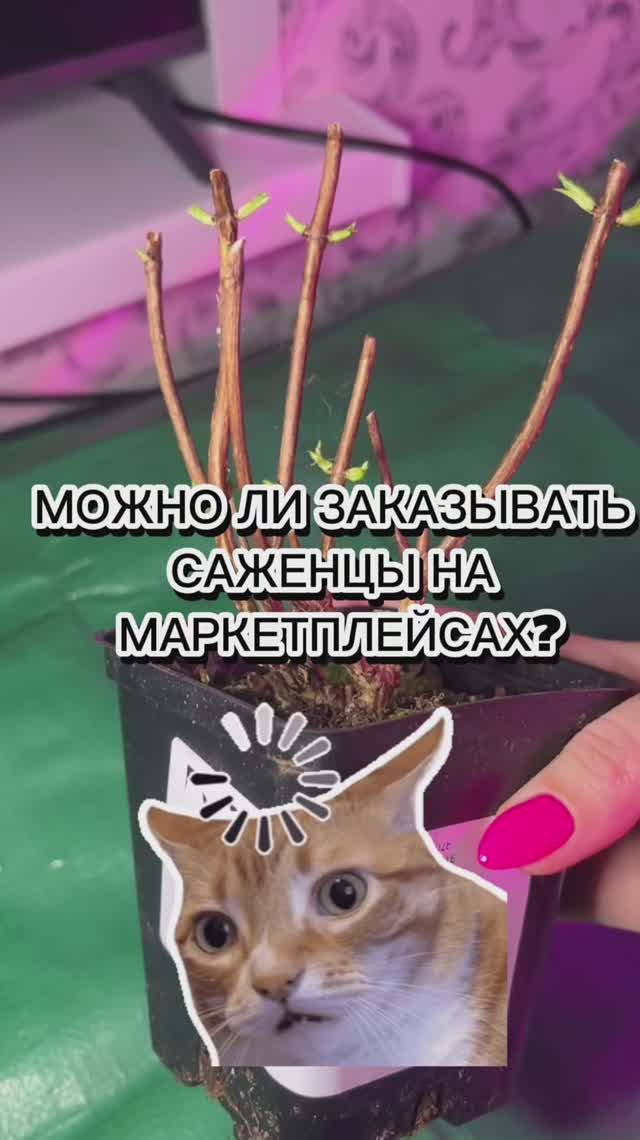 Саженец с маркетплейса #саженец #гортензия #многолетники