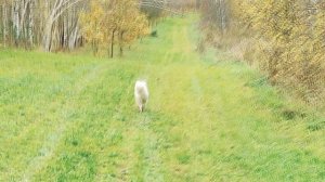 12_Проргулка осенью в деревне