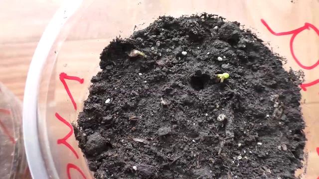 Лиственница из семян взошла через восемь дней после посева