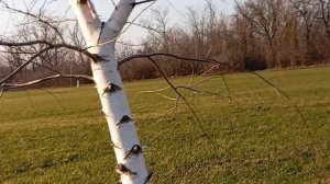 мая вечерняя прагулка весеняя пасматри 👍👍👍👍👍👍