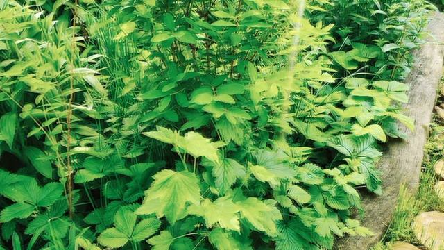 02_Сад_Радость Мира