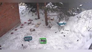 день с вольными зверятами