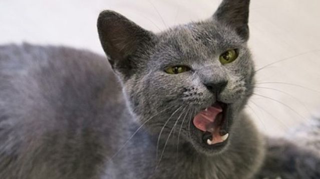 Когда мяукают кошки