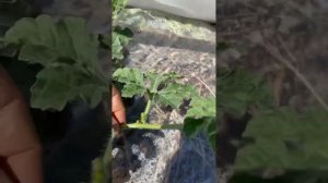 05.06.24г Лен.обл арбузы и дыни Открытый грунт .Уже появились женские цветки