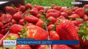 Урожай тепличной клубники ожидается с 20 апреля в Краснодарском крае