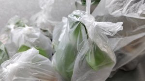 обзор коллекции растений после выгорания. март 2026