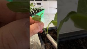 Прививка язычком. Арбуз на Рут Пауэр. Все очень просто и без пакета