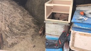 Петя готовится к сезону. Масло для подписчица.