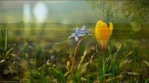 📹 Дерек Принс "Как молиться и получать просимое" часть 1