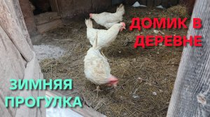 Жизнь в деревне Капуста для кур как натуральный витамин