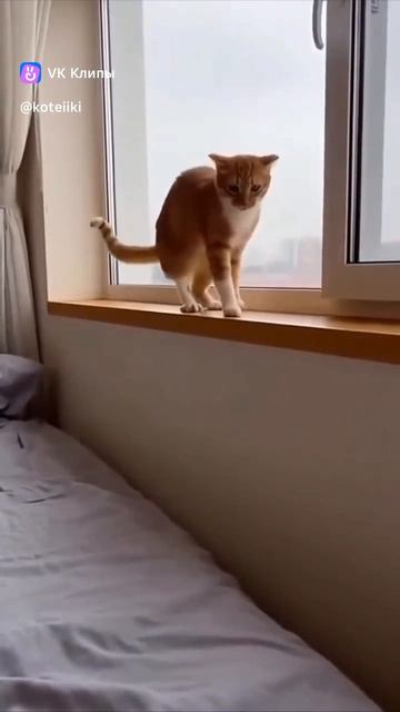 у кота свело лапу от удара бошкой))))