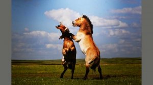 Первозданная Россия 2026