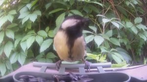 Птицы на КОРМУШКЕ 10.06.2024 ФОТОЛОВУШКА в саду