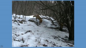 Десять минут из жизни лиса. Барсучий городок. Март