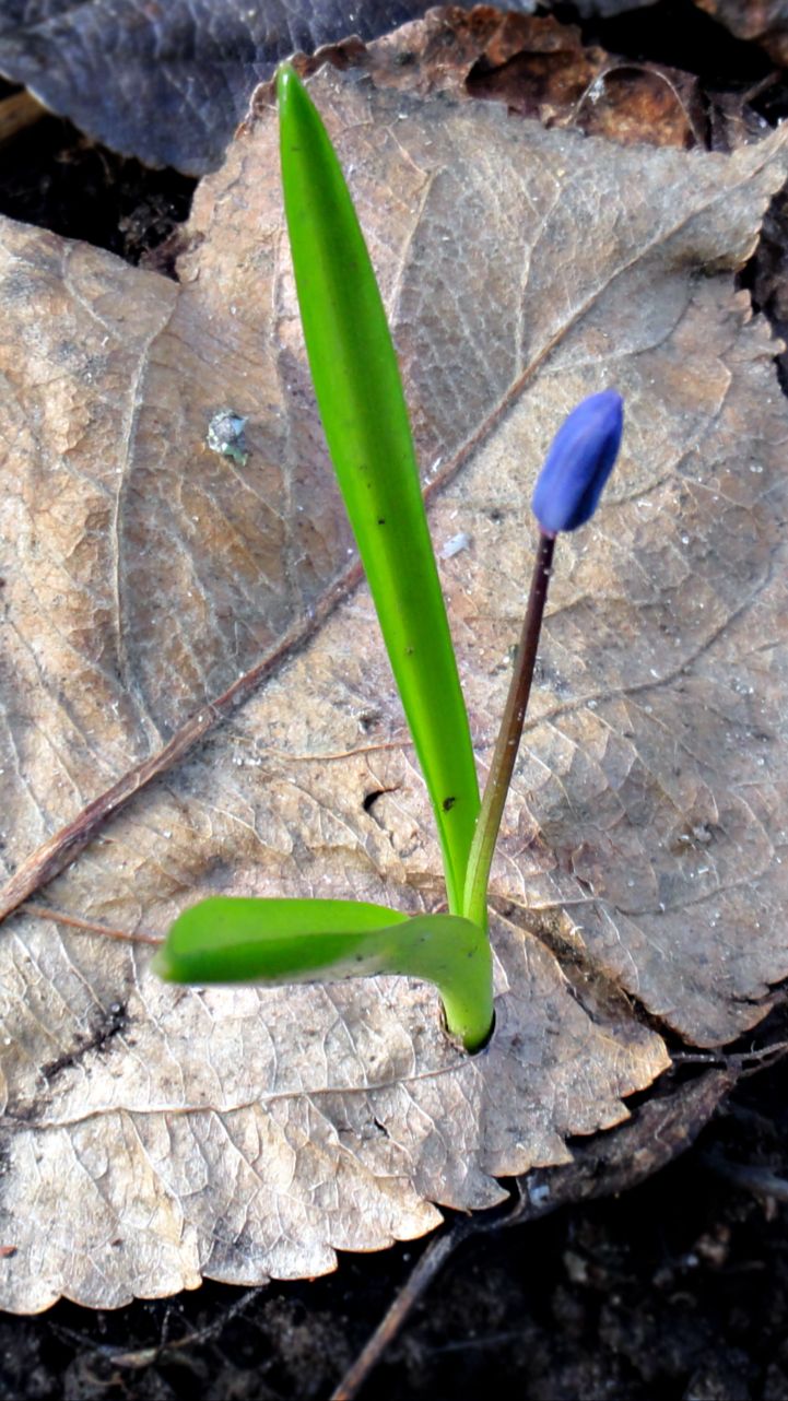 Как приходит весна