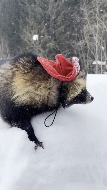 Когда весна?