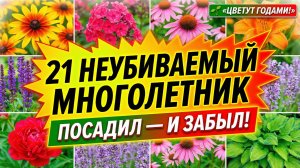 21 неприхотливый многолетник для сада — посадил и забыл на годы