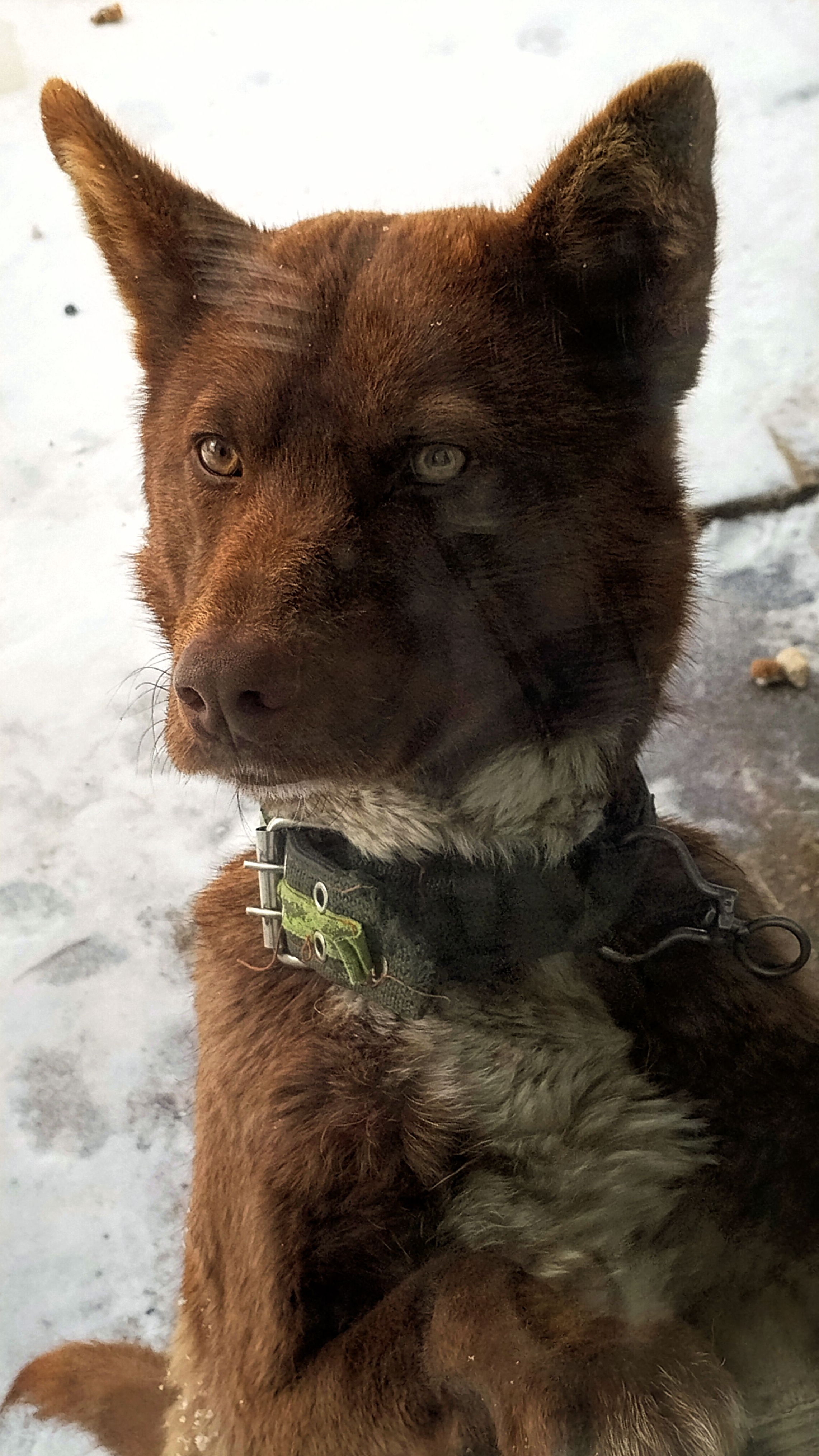 Когда бесконечно влюблен в сосиски!🐕😂  Юмор с животными. 05-03-2026