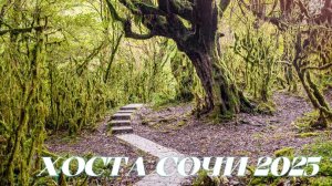 Тисо самшитовая роща Малый Круг ХОСТА СОЧИ 2025