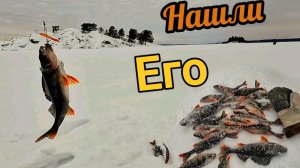 Рыбакам всё не почём! Ради этих окуней стоило выехать на рыбалку!