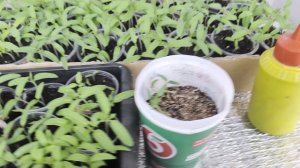 Рассаду томатов пора пикировать.Есть секретики.Применение кальциевой селитры и керамзита.