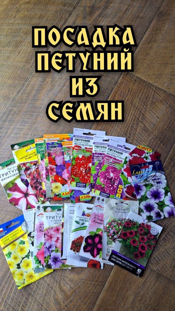 Петунии. Выращивание петунии из семян. Проверенный способ.