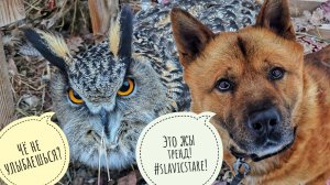 Приехала из магазина, наругала комментаторов, достала сову из ямки, обидела Пса Кубика - день прожит