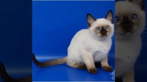 Слайд-шоу фото Raphael Fon Gamlet 3 месяца